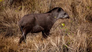 Como eventos do El Niño afetam os animais e pressionam a saúde pública no Brasil