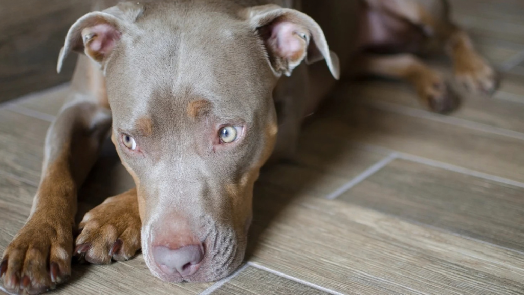 De quem é a culpa por ataques de cães no Rio?