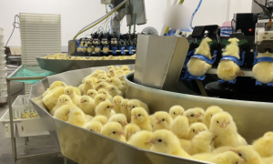 Indústria alimentícia é investigada por triturar animais vivos no Sul do Brasil