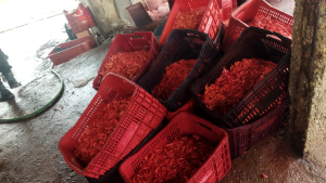 Polícia apreende mais de 400 kg de camarão defumado de forma irregular