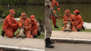 Jacaré com boca amordaçada é salvo por bombeiros em Niterói