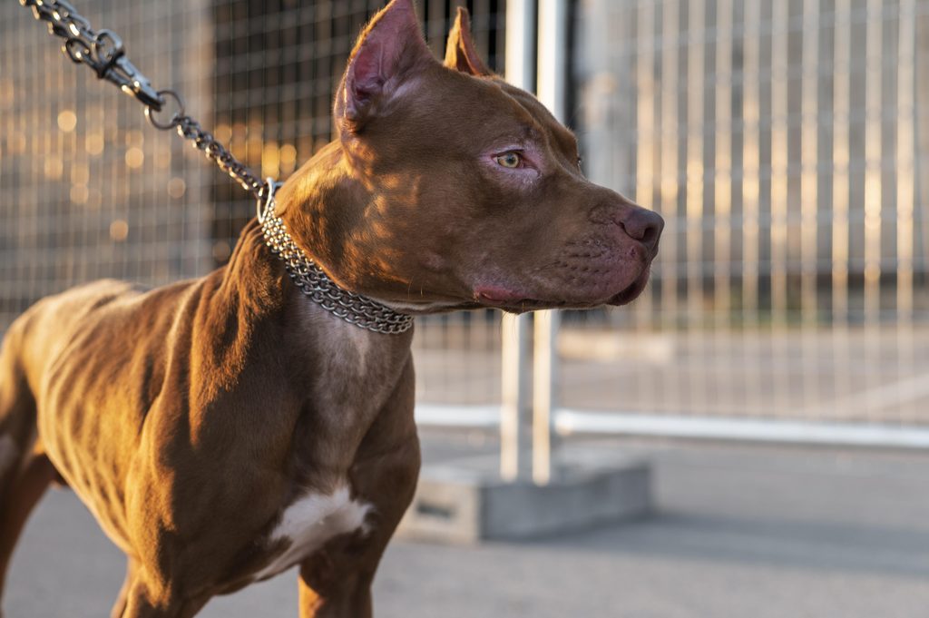Morte de criança no Rio reacende debate: de quem é a culpa quando o cachorro ataca? 26 portrait adorable pitbull dog