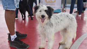 Maricá promove vacinação antirrábica gratuita para cães e gatos neste sábado (19)