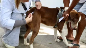 Vacinação antirrábica em Niterói