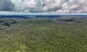Bioma perdeu 693 mil hectares de vegetação em 2025, segundo levantamento. Estudo também mostra avanço da agropecuária e expansão da área ocupada pela mineração desde 1985.
