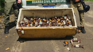 Caranguejos-uçá devolvidos ao manguezal de Itaipu pela equipe de meio ambiente da Guarda Municipal de Niterói.