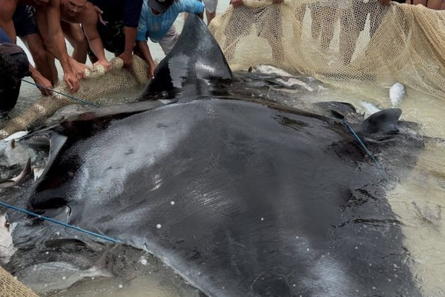 Raia gigante fica presa em rede e mobiliza pescadores em Arraial do Cabo; vídeo