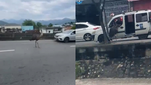 Emu ‘pega o trânsito’ e corre entre carros em viaduto do Rio; vídeo